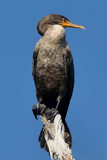 Amerikaanse Slangenhalsvogel